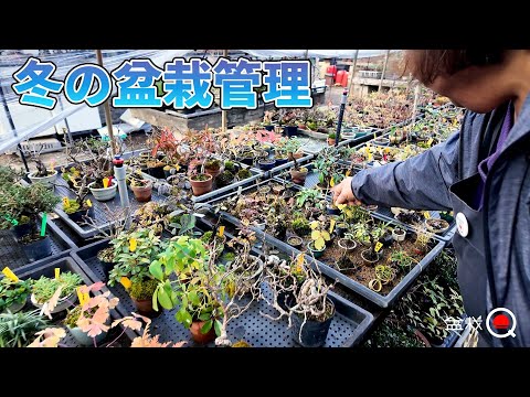 Winter bonsai management! I learned about disinfection, where to put it, etc. [Bonsai Q]