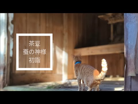 猫の山中湖村散歩-「蚕の神様」初詣編　no103