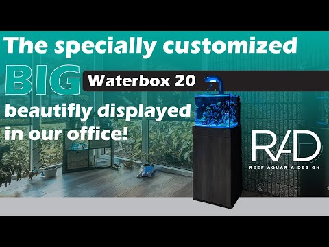 OUR SPECIAL WATERBOX 20 REEF AQUARIUM IN OUR OFFICE INTRODUCED BY ITS OWNER, MRS. JOLEEN TURNER