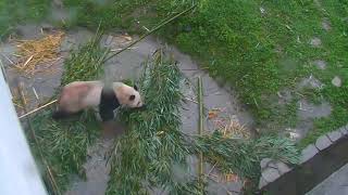 Happiness Village Baby Pandas Cam 10-20-2017 17:00:13 - 18:00:01