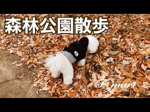 森林公園散歩　ｰビションフリーゼ犬ｰ