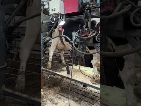 Farm Cows #shorts #fyp #cow #feeding #milking #hoofing