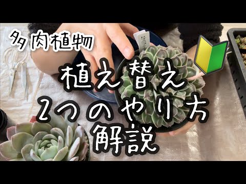 【多肉植物】多肉植物の植え替えのやり方2つの方法