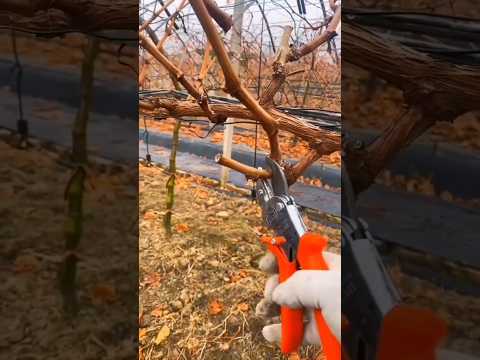 Fall - Winter Pruning Techniques Grape Farming #agriculture #farming