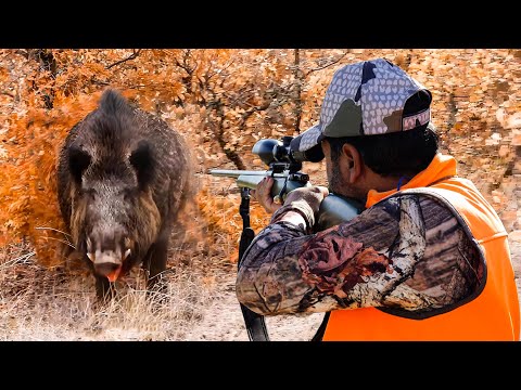 GIANT WILD BOAR ATTACK! Breathtaking Moments, Incredible Rifle Shots!