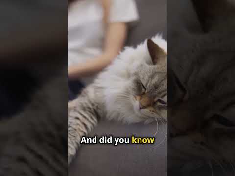 Mind-Blowing Facts About Cats! 🐱#cat #catshorts #catlover #catvideos