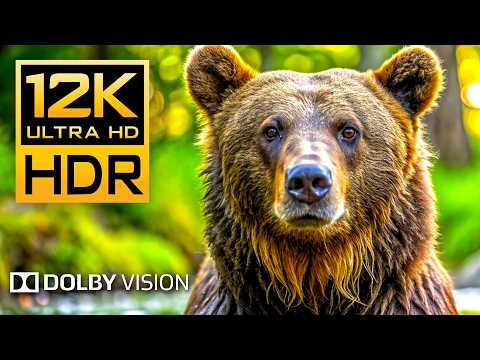 12K HDR 240fps Dolby Vision - Wildlife & Animal Adventures [ 8K Earth ]