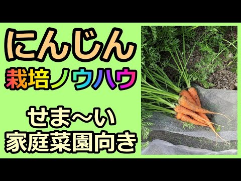 【せまい菜園向き ニンジンの栽培ノウハウ Carrot cultivation】家庭菜園29年目 有機 無農薬 半自給自足