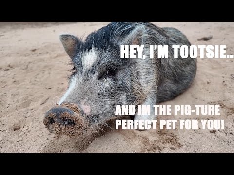 Houston Mini Pig Rescue And Farm Sanctuary