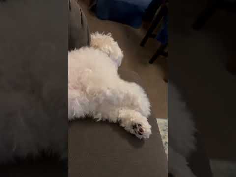 夢の中の散歩#dream #dog#犬  #maltipoo #マルプー #夢 #足球 #かわいい #puppy #cute #funny @junn2022