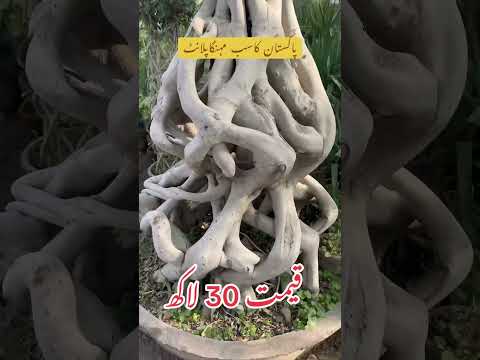 #bonsai #bonsaitree #bonsailife #bonsaiart #bonsailovers #bonsailove #DHA #BahriaTown