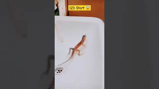 O my god😱 | Lizard dance🦎🦎 | #funny comedy #ybshort  #shortvideo