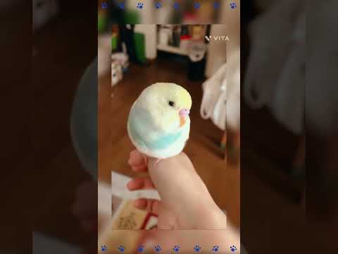 ありがとー #shorts #セキセイインコ #budgie #かわいい #すいちゃん