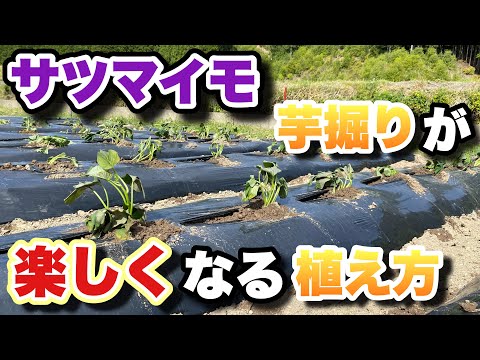 収穫が楽しい、さつまいもの植え方