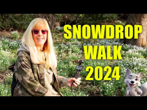 SNOWDROP WALK at Greatham Hartlepool 2024