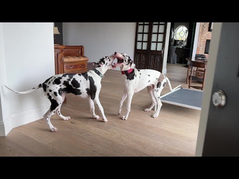 Funny Great Dane Harlequin Twin Puppies Get The Playtime Party Started