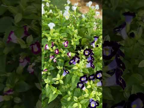 Torenia Flowers 😍❤️#torenia #youtubeshorts #shortsvideo