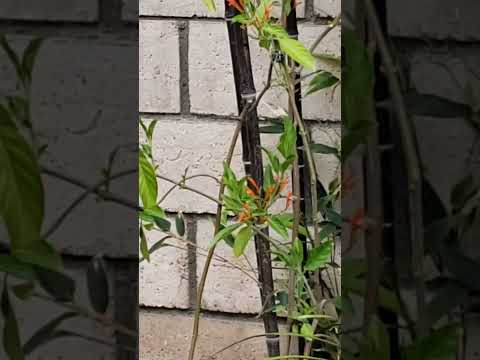 A hummer Sipping Natural Nectar in our backyard