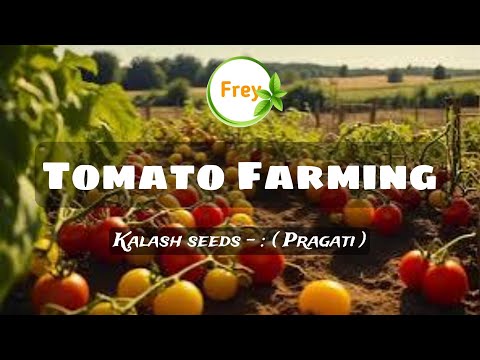 Tomato Farming. #tomato #farming #farmer