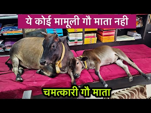 Gau mata Raipur Chhattisgarh वायरल गौ माता का अद्भुत नजारा देखे