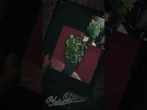 Basil Pot Trailer