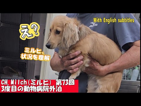 第73回 3度目の動物病院外泊　Milch's third stay at the animal hospital