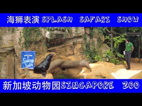 Splash Safari 新加坡动物园海狮表演2022 | 新加坡动物园游走记 | Ahmiao Tv