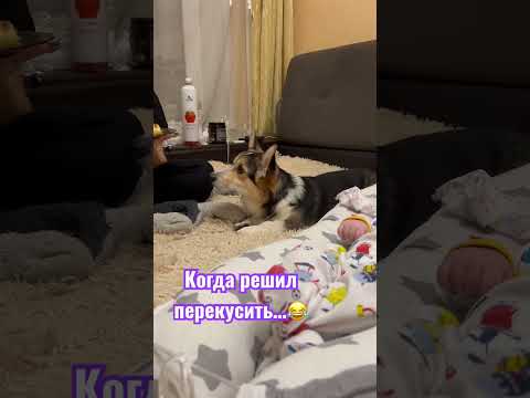 КОГДА ПРОСТО РЕШИЛ ПЕРЕКУСИТЬ 😂