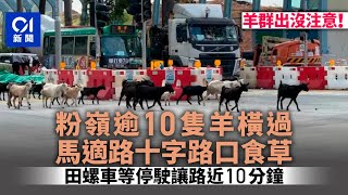 數十隻羊群出沒！過粉嶺馬適路十字路口　田螺車等停駛讓路10分鐘｜01新聞｜羊群｜粉嶺｜遷徙