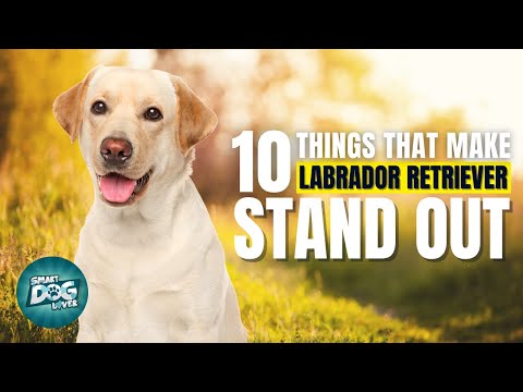 10 Things That Make a Labrador Retriever Stand Out