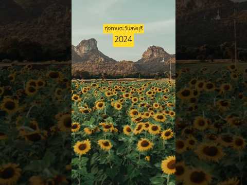 ทุ่งทานตะวันลพบุรี 2024 |Sunflower Field Thailand #shorts #travel #amazingthailand #thailand #nature