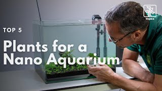 Top 5 Plants Suitable for a Nano Aquarium