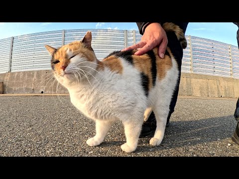 Calico and tortoiseshell cats demand human contact