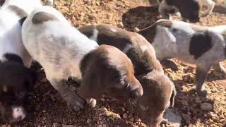 DAY 20!  German Shorthair Pointer Puppies first day EVER outside!   We are brave ‘littles!’