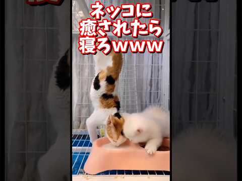 ネッコの動画で癒されたら寝ろｗｗｗ　#2ch #2ch動物スレ #2ch面白いスレ #動物 #犬 #猫 #癒やし #ねこ　#ほっこり#ほのぼの