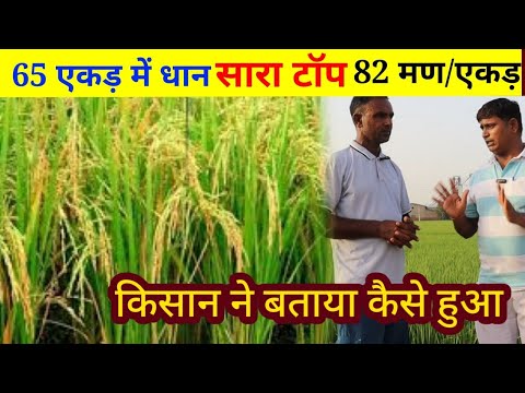 Star ka Dhan ka beej jisme bakanee nahi aati,dhan ki top fasal kaise karen // how to grow paddy 1401