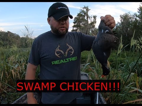 Hunting Swamp Chicken (Catch and Cook) AKA Moorhen