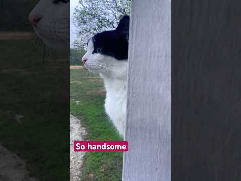 Good Boy #catshorts #catvideos #countrylife #texas #catlovers #precious #orangecat #toebeans #kitty