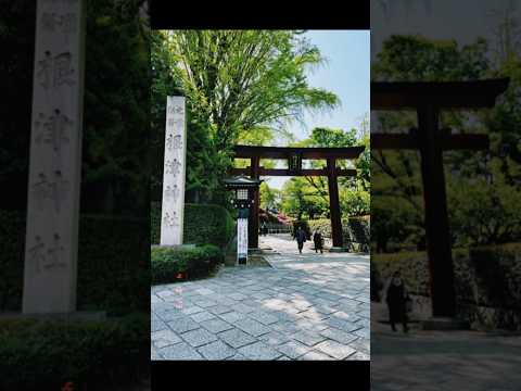 都内で千本鳥居は超レア！根津神社をご紹介！ #shorts #根津神社 #千本鳥居