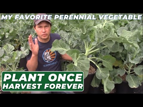 Eternal Harvest: My Favorite Vegetable You Plant Once & Enjoy Forever