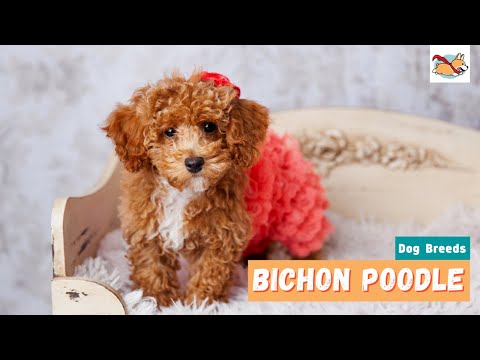 Bichon Poodle: All About This Fluffy Teddy Bear Dog!