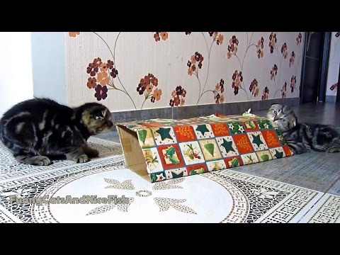 Cats and Kittens playing while waiting Christmas