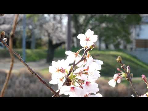 石手川公園のさくら