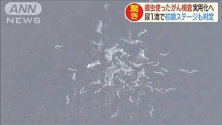 線虫使ったがん検査、実用化へ　早期発見が可能に(19/10/01)