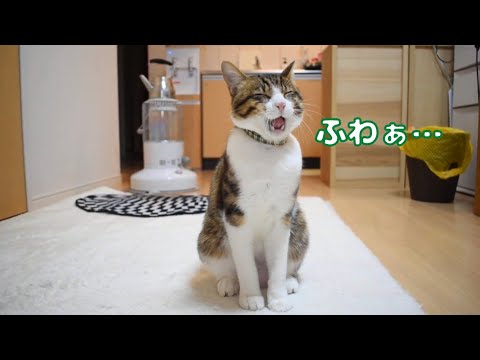 のんびり気ままな猫の日常-Cat's Daliy Life-