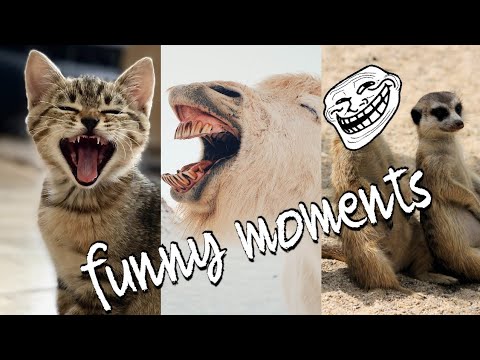 Amazing Animals Are SO Funny, You'll Laugh Out Loud!