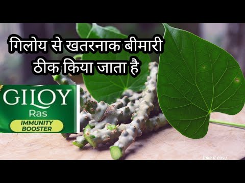 giloy|गिलोय का फ़ायदा|गिलोय किस बीमारी में खाया जाता है|गिलोय खाने से क्या नुकसान होता है#giloya