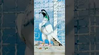 pigeon sport stock Dove kabuter #youtubeshorts #Short