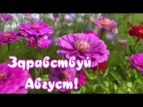 ЗДРАВСТВУЙ АВГУСТ!Август-белые туманы,Август-павшая звезда!