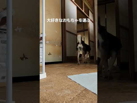 ライオン🦁＆足どり重たいバージョン#保護犬 #保護犬を家族に #多頭飼育崩壊 #柴犬 #柴犬のいる暮らし